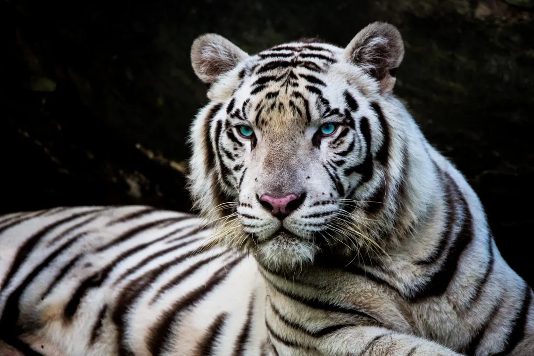 White Tiger Diet