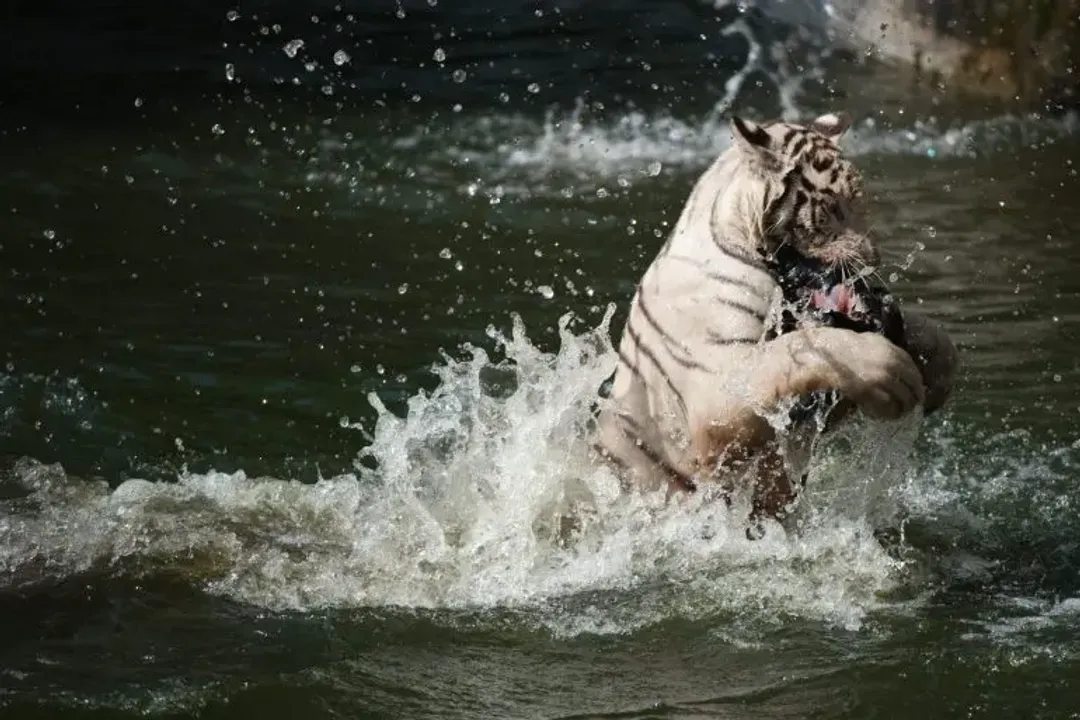 White Tiger Diet, Captive Feeding