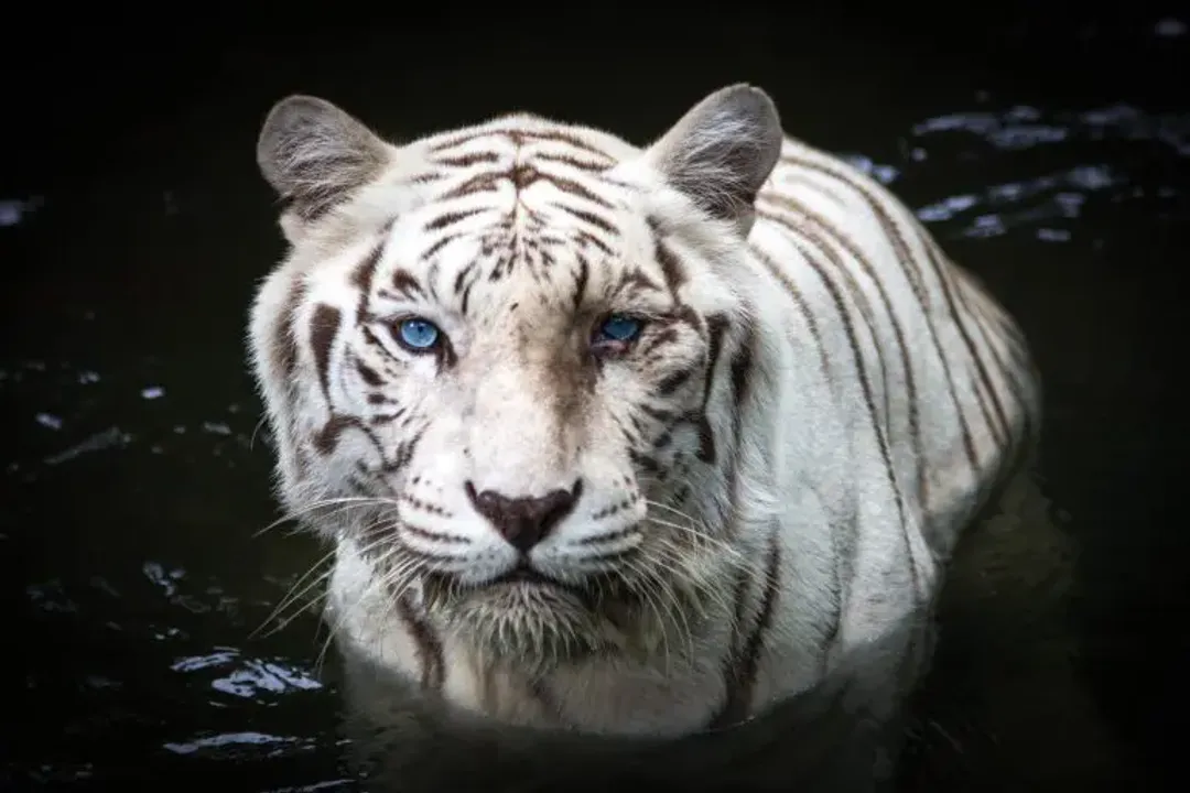 White Tiger Diet, Wild Hunting