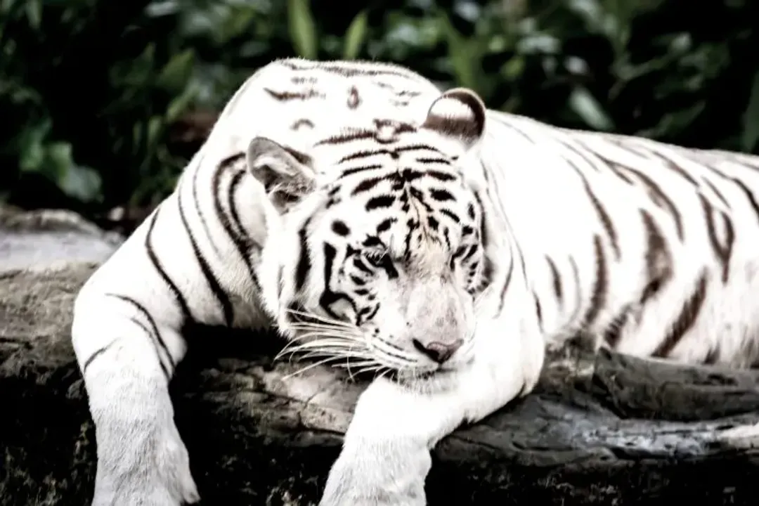 White Tiger Diet, Nutritional Components
