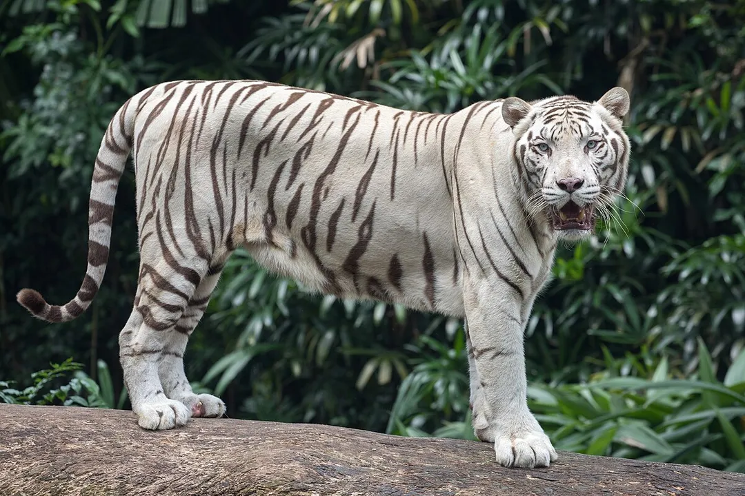 White Tiger Facts
