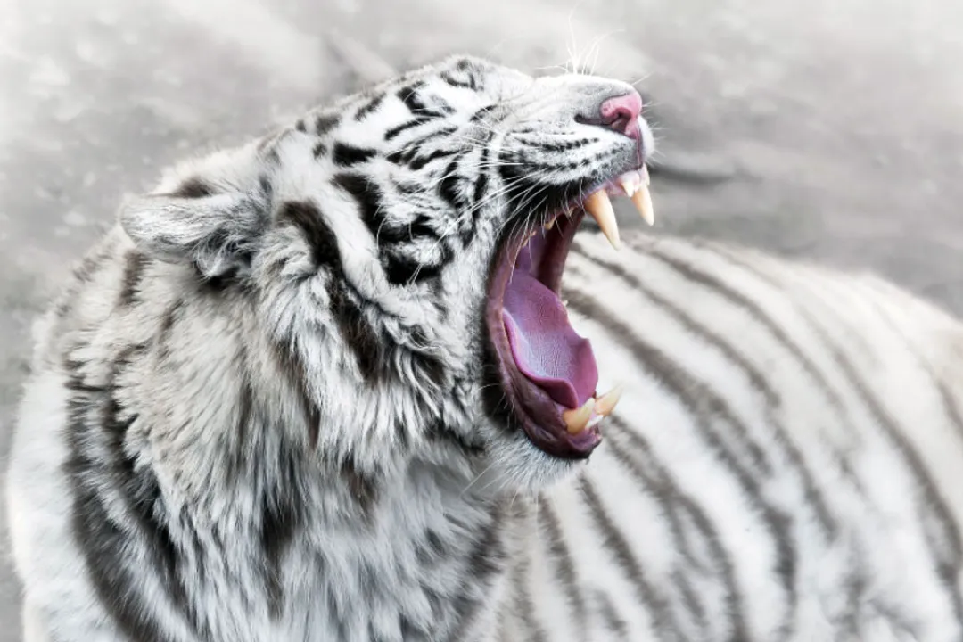 White Tiger Facts, Wild Rarity