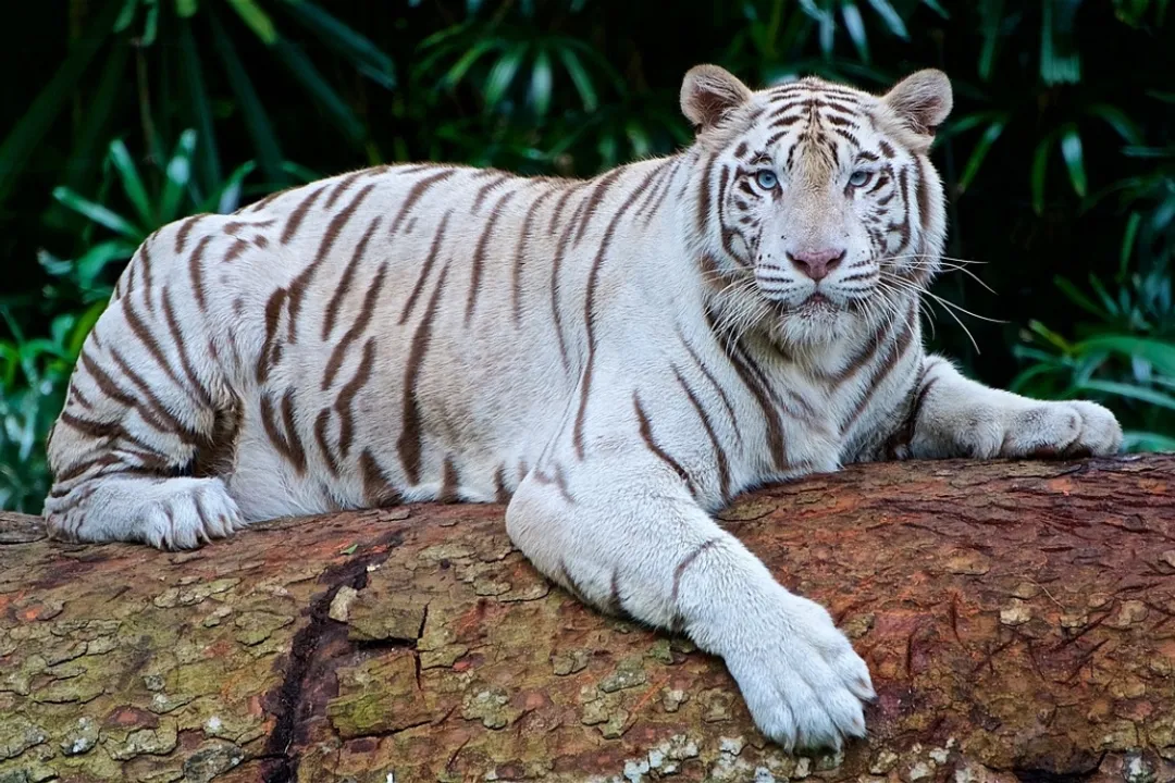 White Tiger Facts, Tiger Similarities