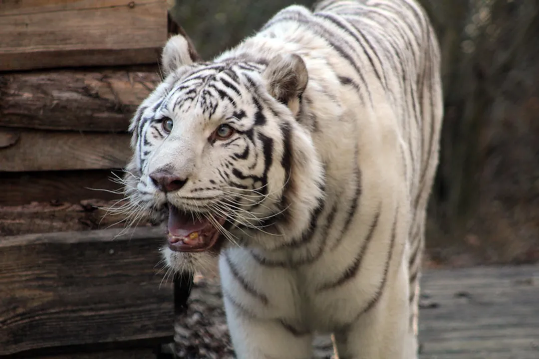 White Tiger Facts, Genetic Basis