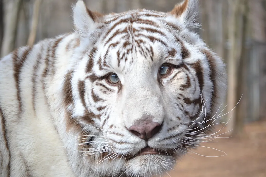 White Tiger Facts, Coat Coloring