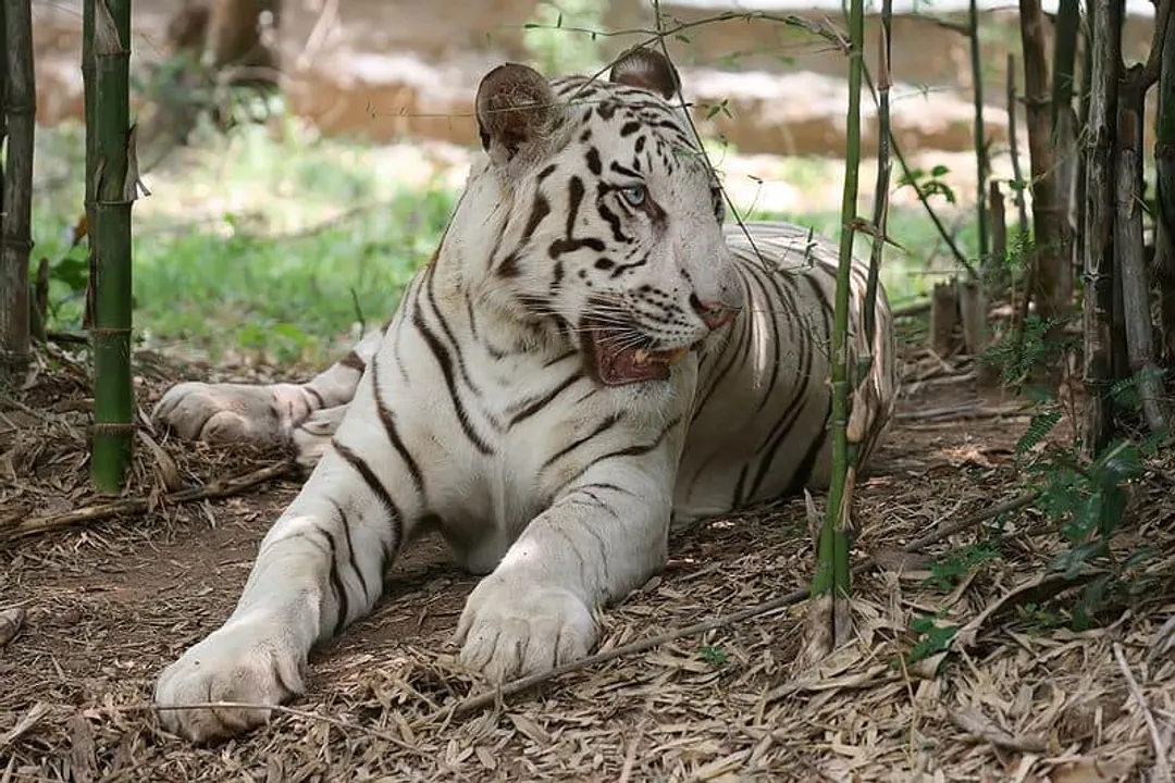 White Tiger Locations, Rarity Genetics