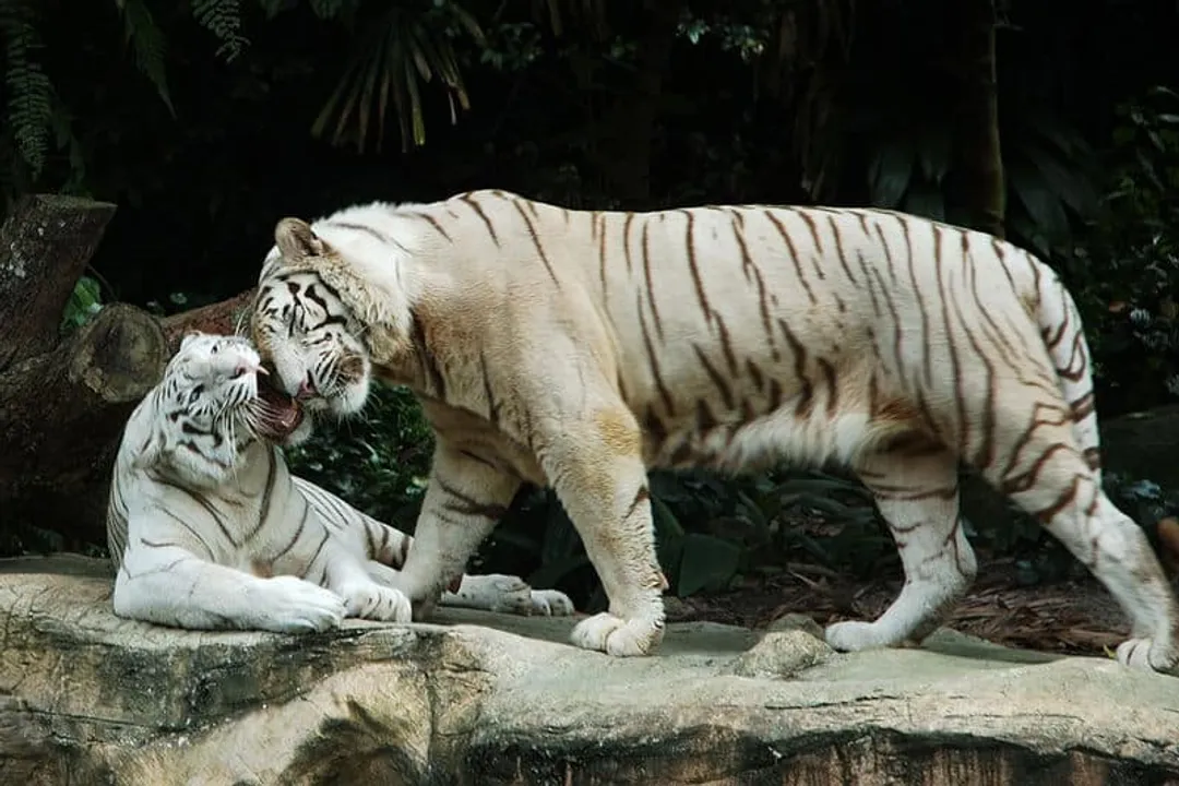 White Tiger Physical Characteristics, Coat Color
