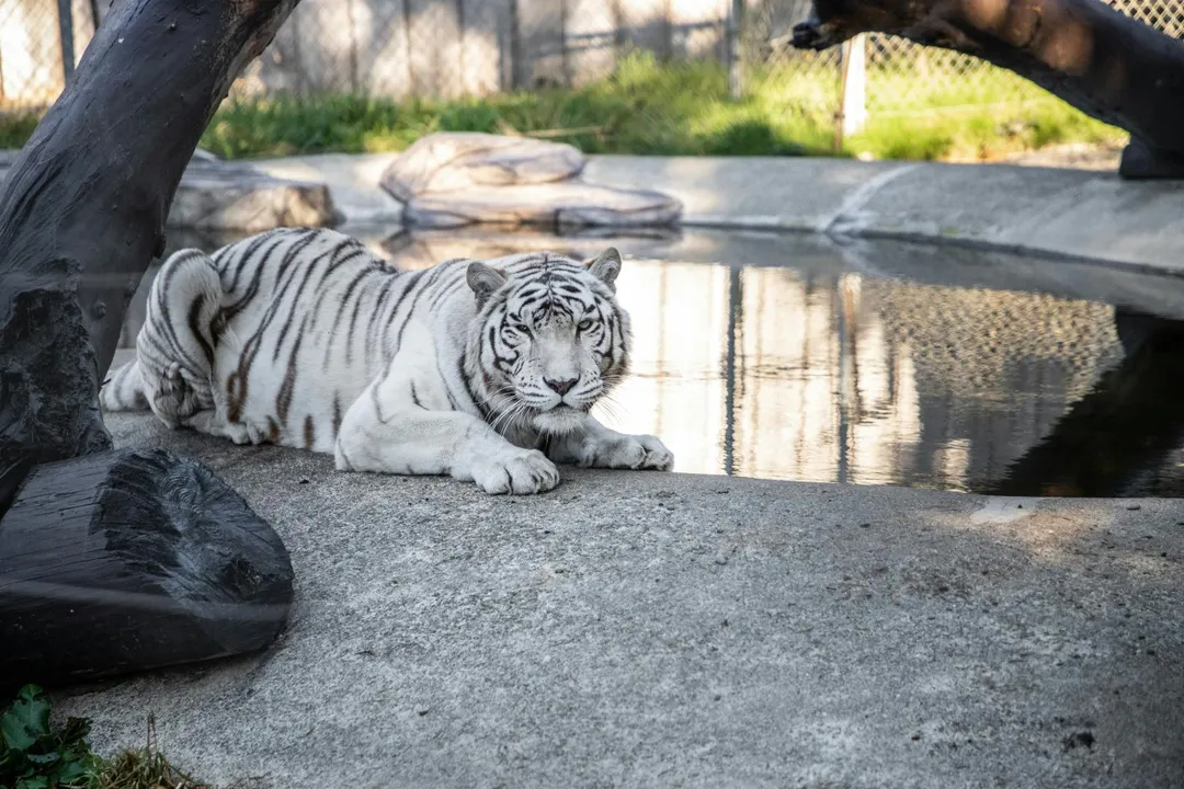 White Tiger Physical Characteristics, Genetic Basis