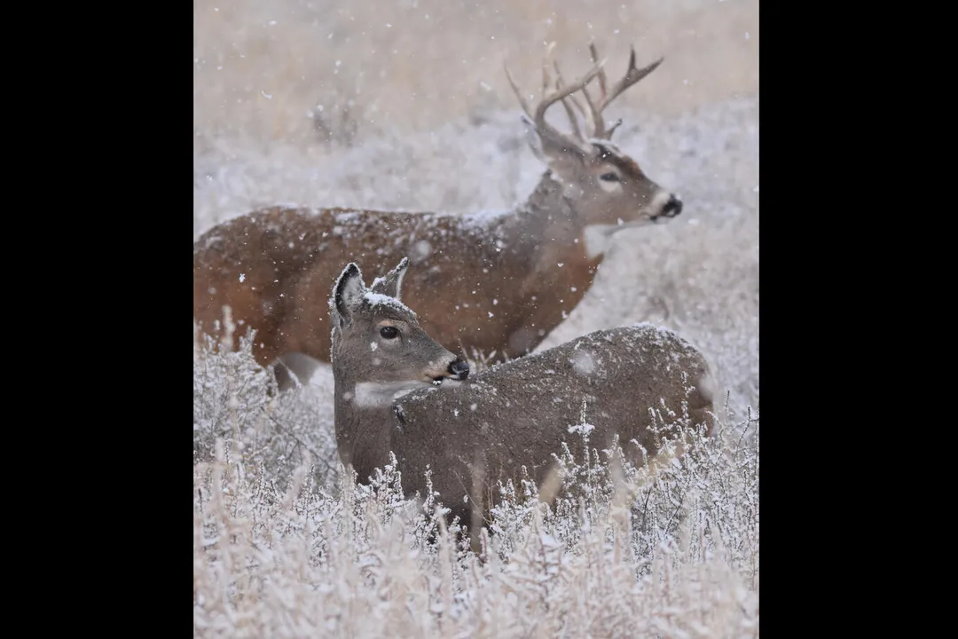 Whitetail Deer Physical Characteristics, Tail Signal