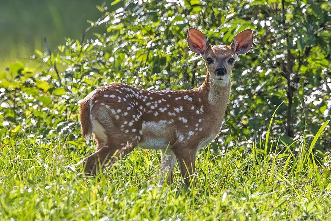 Whitetail Deer Physical Characteristics