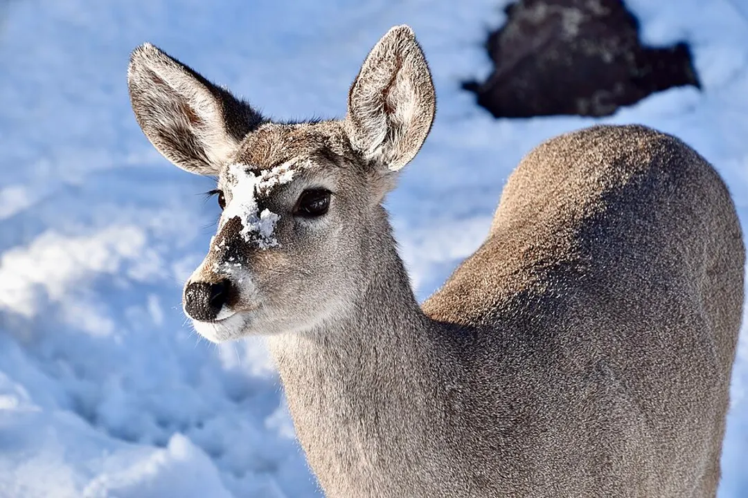 Whitetail Deer Scientific Classification, Deer Family
