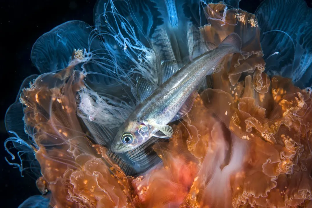 Whiting Facts, Naming Puzzles