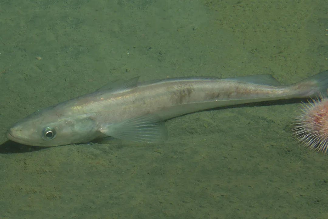 Whiting Scientific Classification, Genus Placement