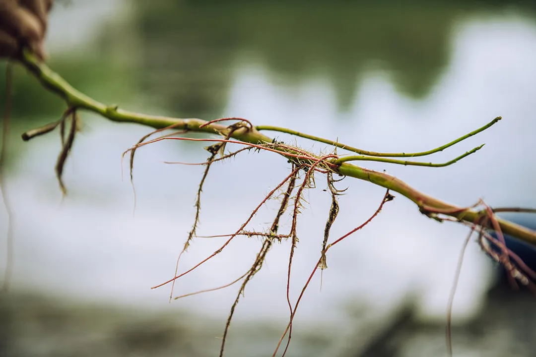 Who invented phytoremediation?, Categorizing the Process