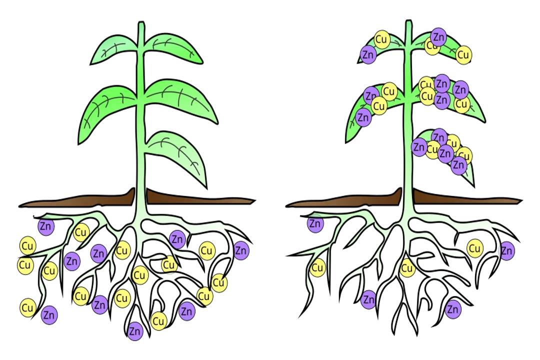 Who invented soil remediation?, Early Concepts