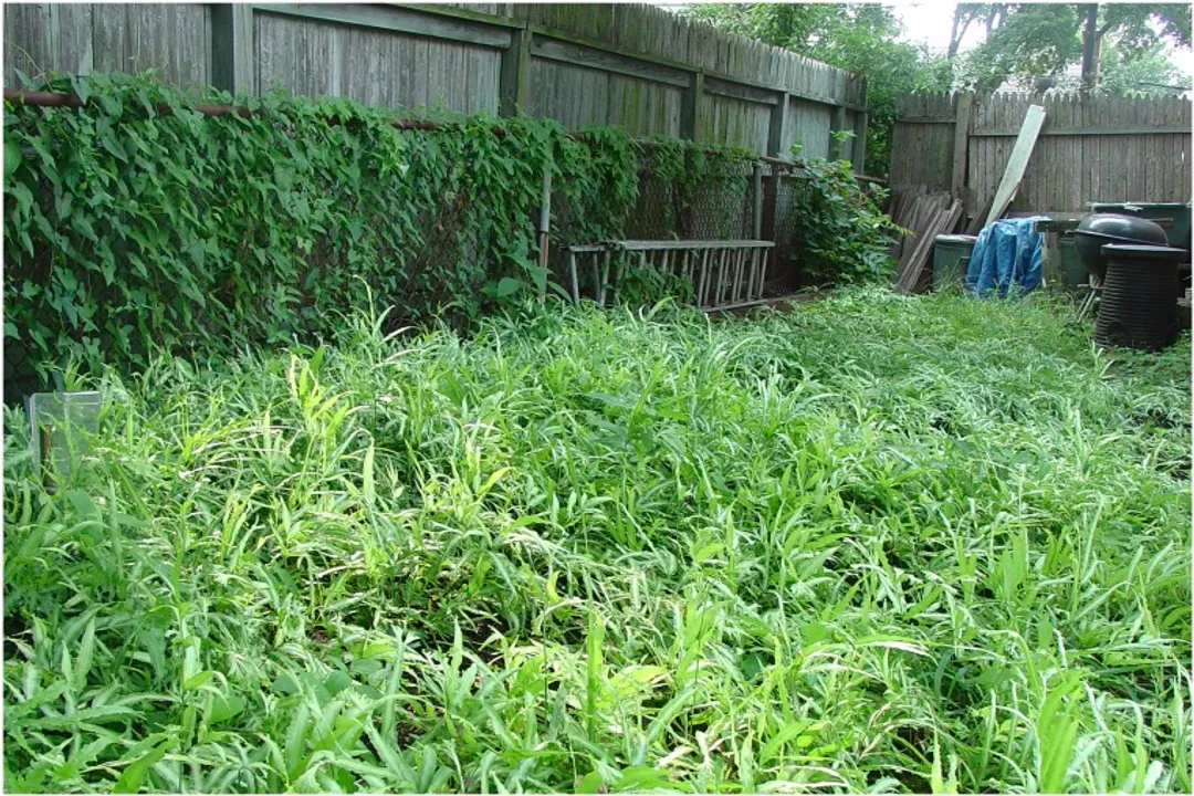 Who invented soil remediation?, Phytoremediation Foundations