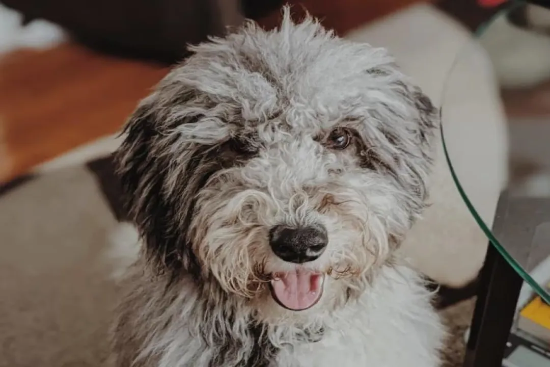 Whoodle Diet, Protein Powerhouse