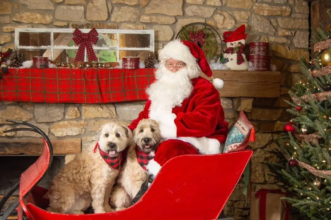 Whoodle Evolution, Generational Traits