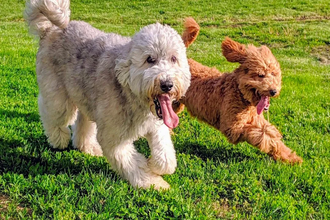 Whoodle Locations, Geographical Spread