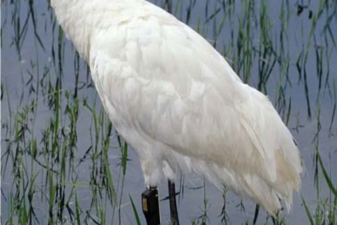 Whooping Crane Diet, Vertebrate Intake
