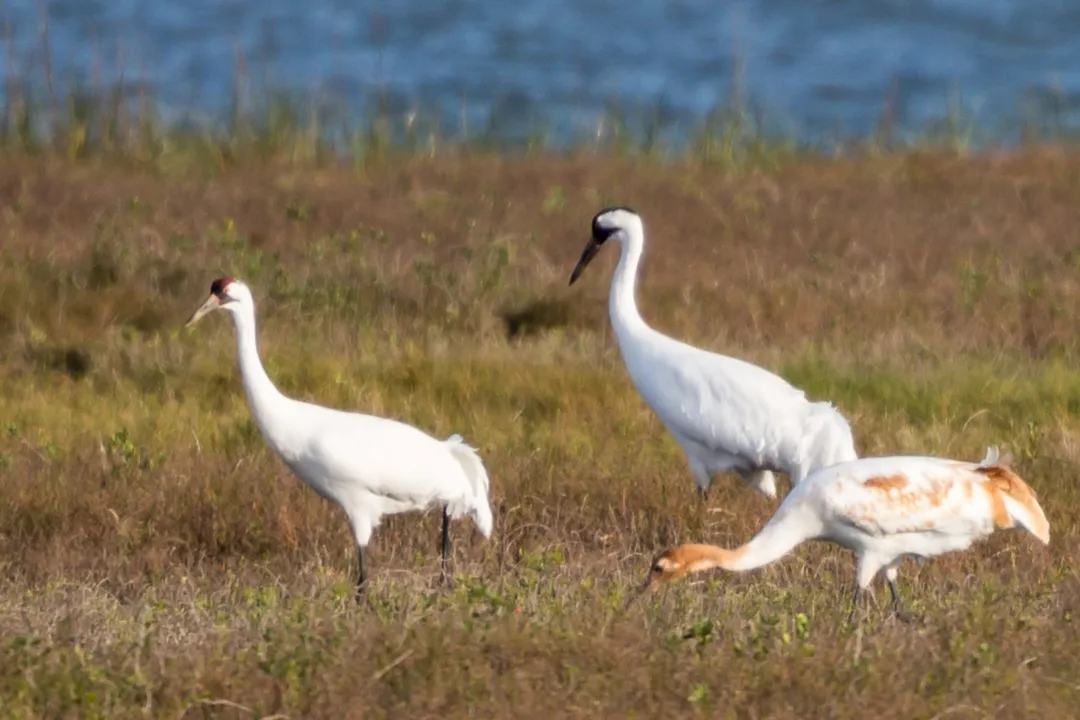 Whooping Crane Evolution, Conservation Structure