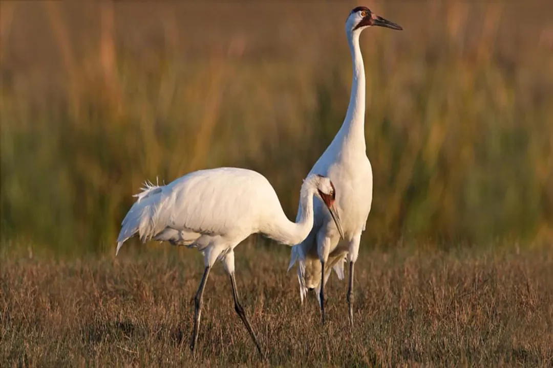 Whooping Crane Evolution, Ancient Migrations