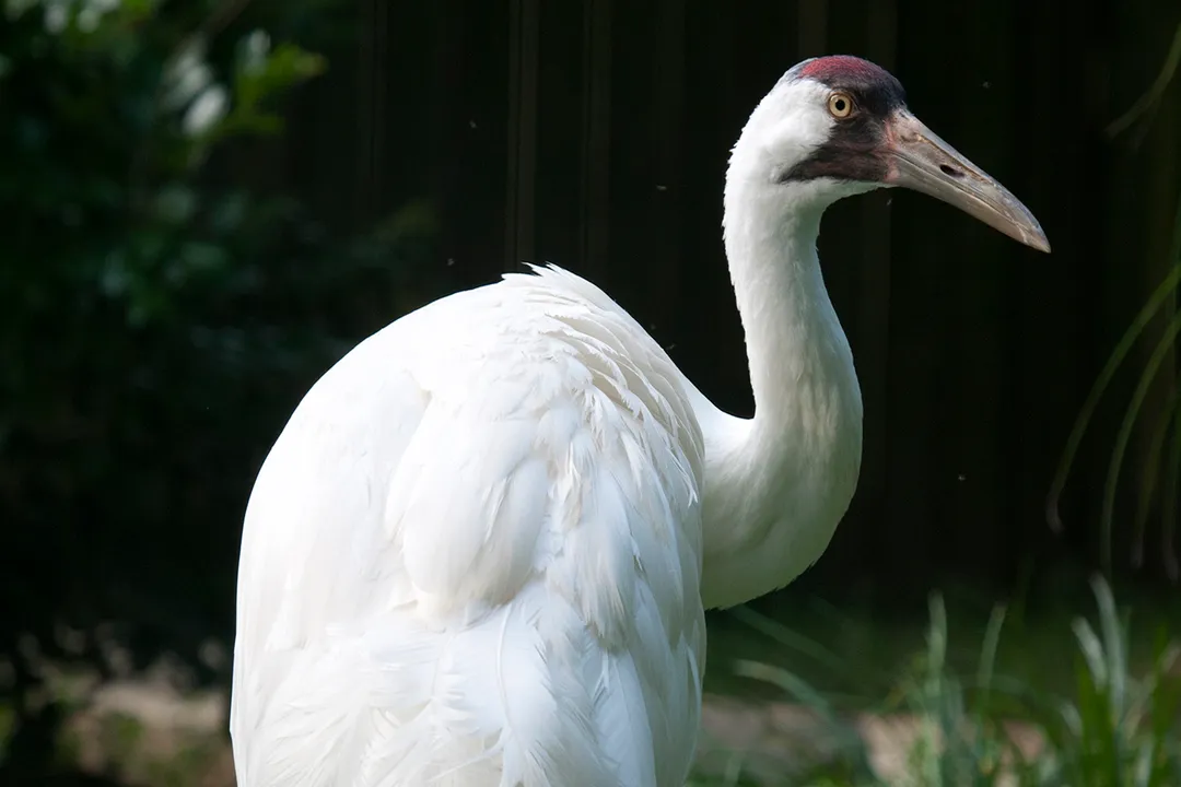 Whooping Crane Facts, Physical Traits