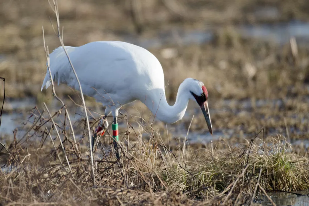 Whooping Crane Facts, Diet Habits