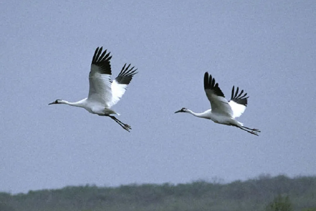 Whooping Crane Facts