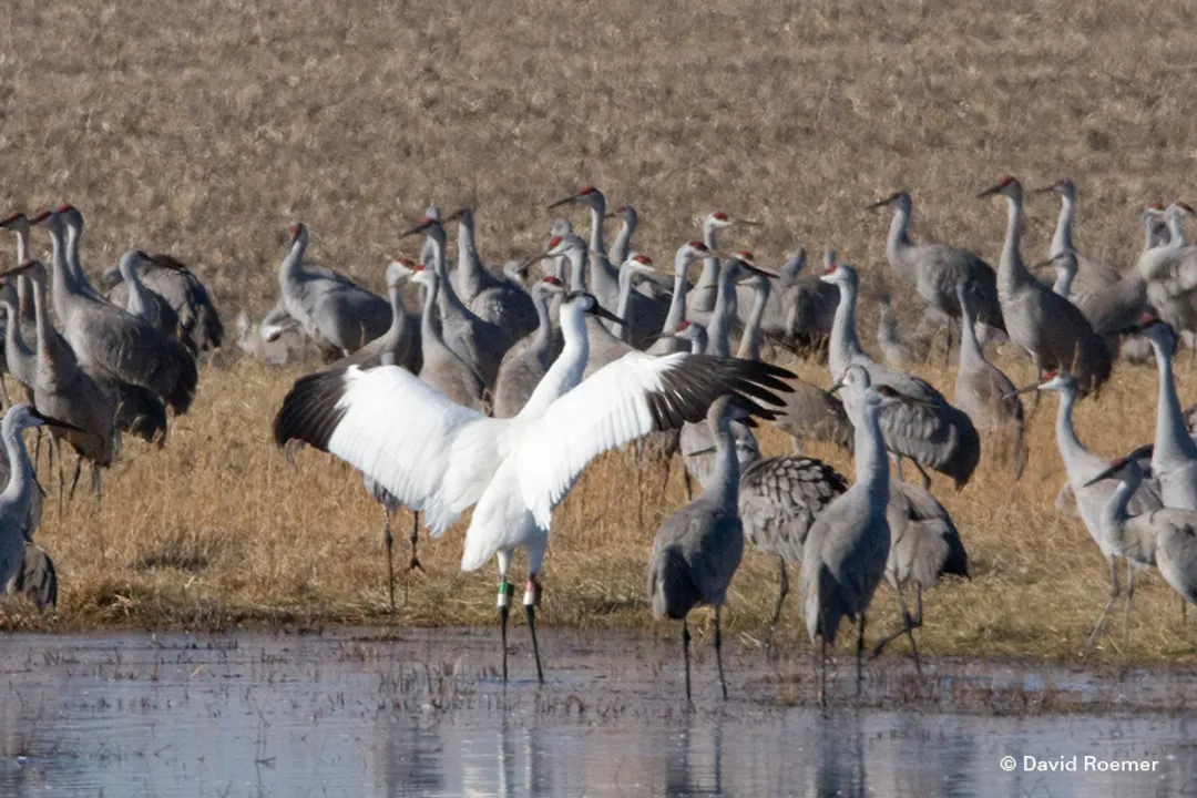 Whooping Crane Locations