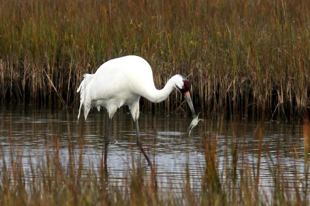 Whooping Crane Physical Characteristics, Distinctive Head
