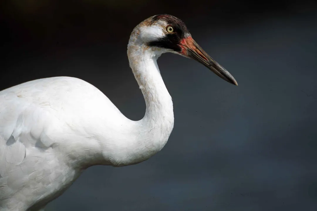 Whooping Crane Physical Characteristics, Plumage Color