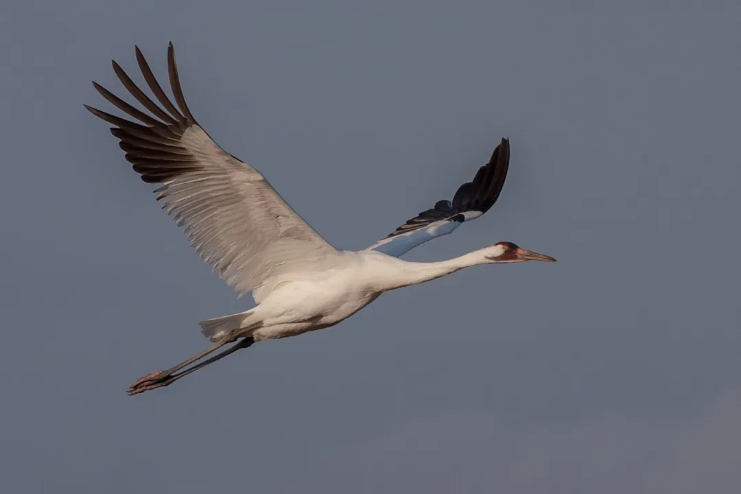 Whooping Crane Scientific Classification