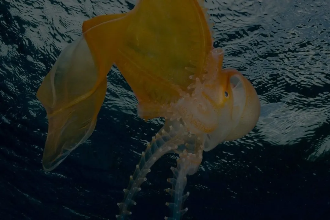 Why are blanket octopuses so rare?, Size Difference