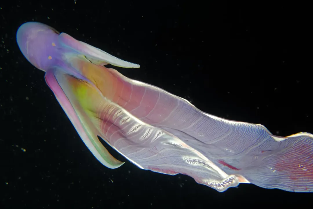 Why are blanket octopuses so rare?, Pelagic Life