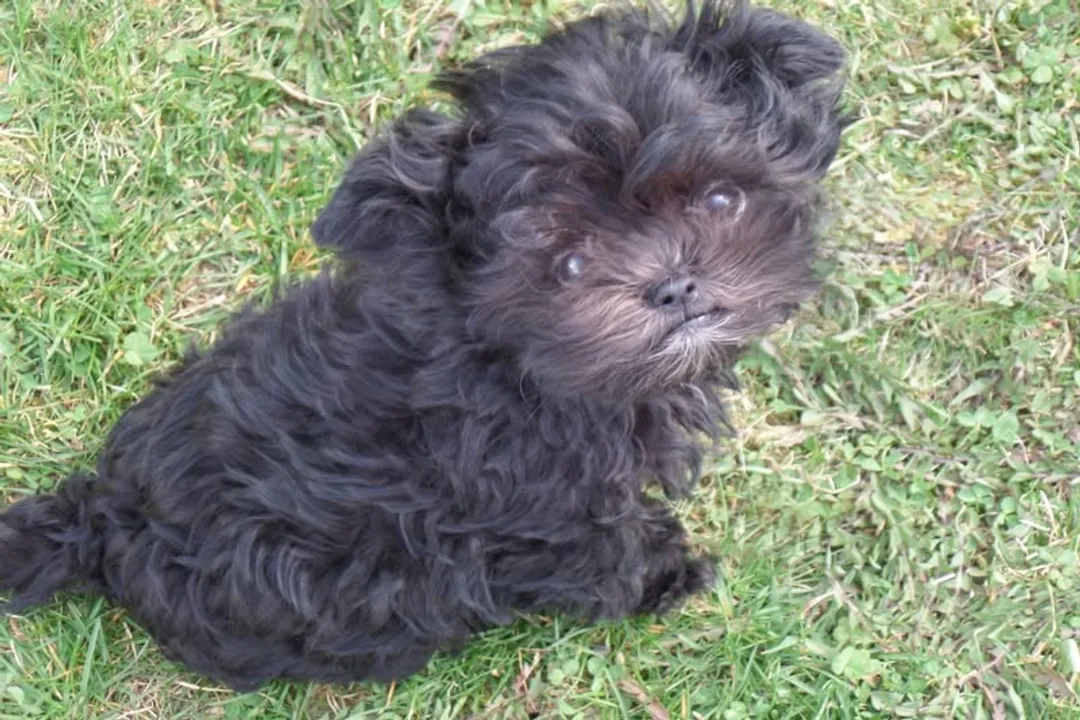 Why are Brussels Griffons so expensive?