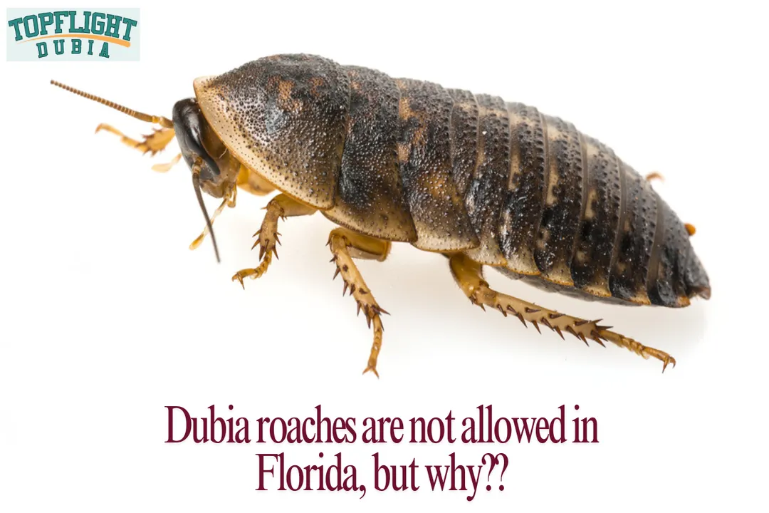 Why are Dubia roaches illegal?