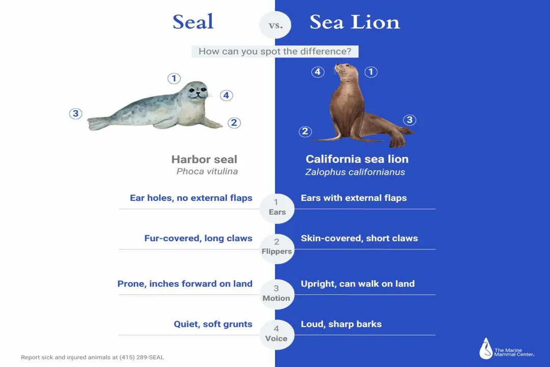 Why are fur seals not sea lions?, Eared Seals