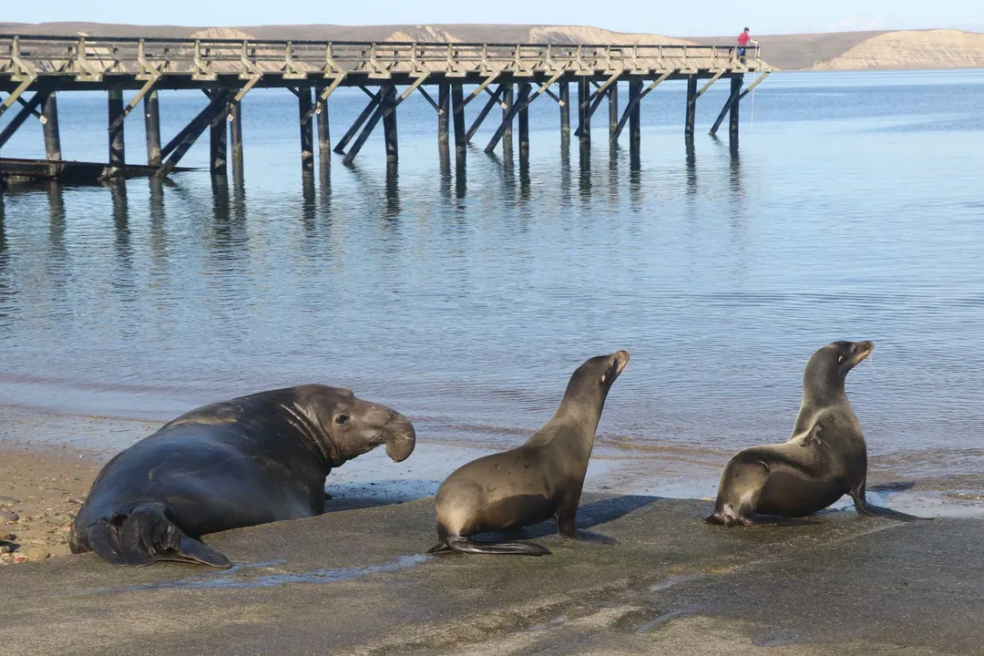 Why are fur seals not sea lions?, Flipper Structure