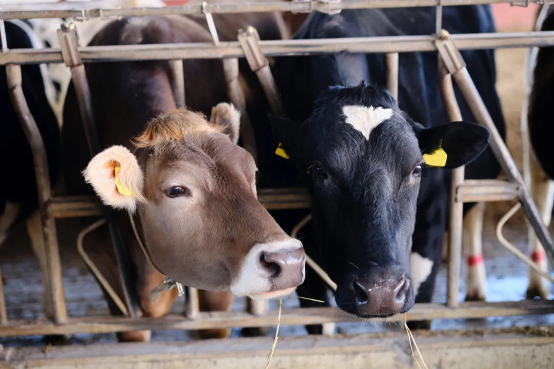 Why are Hokkaido cows special?, Climate Advantage