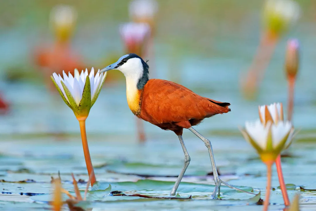 Why are jacanas called Jesus birds?