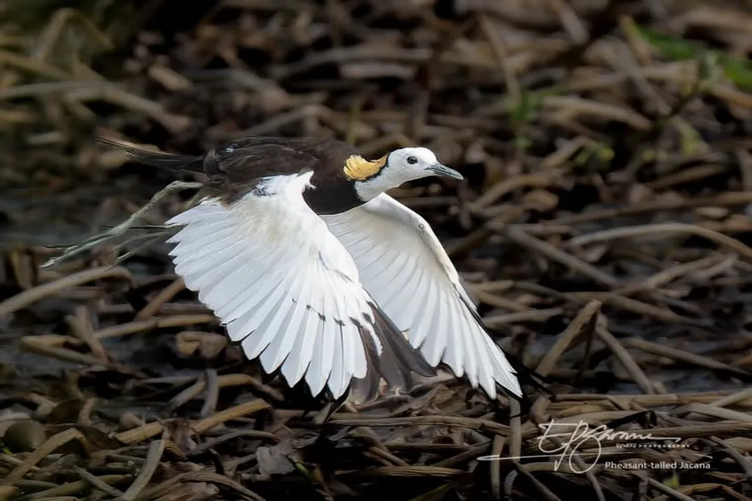 Why are jacanas called Jesus birds?, Aquatic Realm