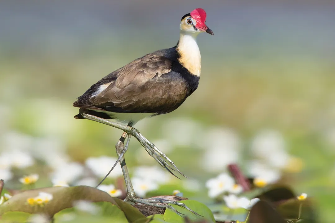 Why are jacanas called Jesus birds?, Physical Structure