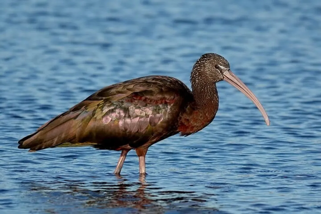Why are jacanas called Jesus birds?, Mating System