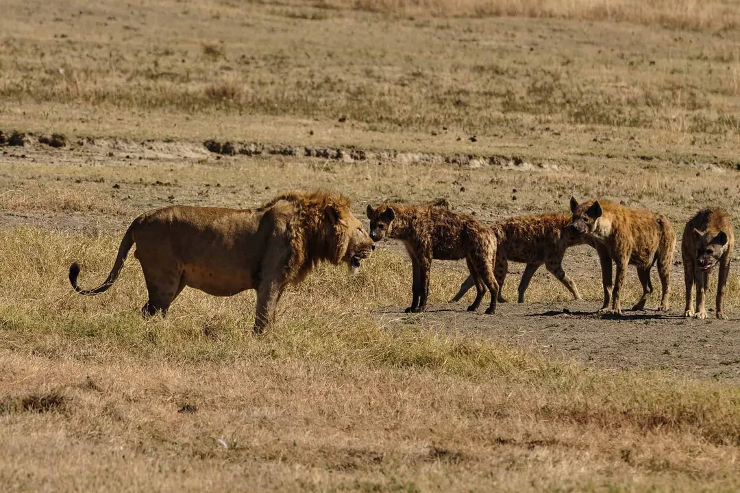 Why are lions afraid of brown hyenas?, Physical Deterrents