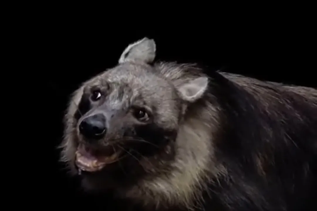 Why are lions afraid of brown hyenas?, Predator Rivalry