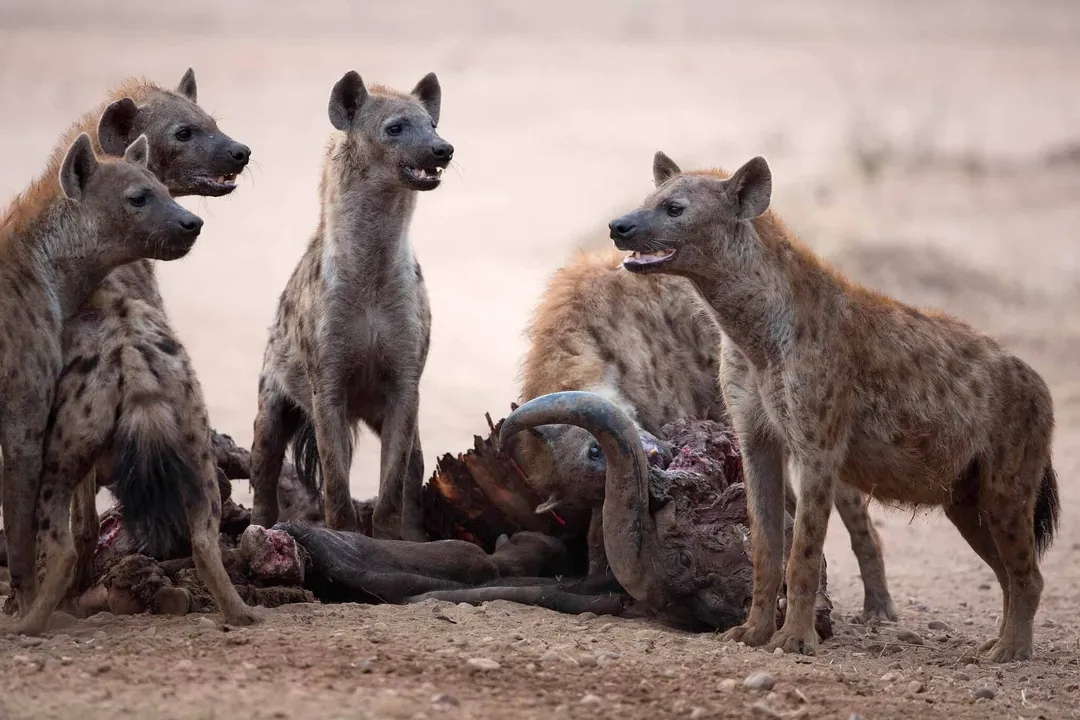 Why are lions afraid of brown hyenas?, Observed Lion Hesitation
