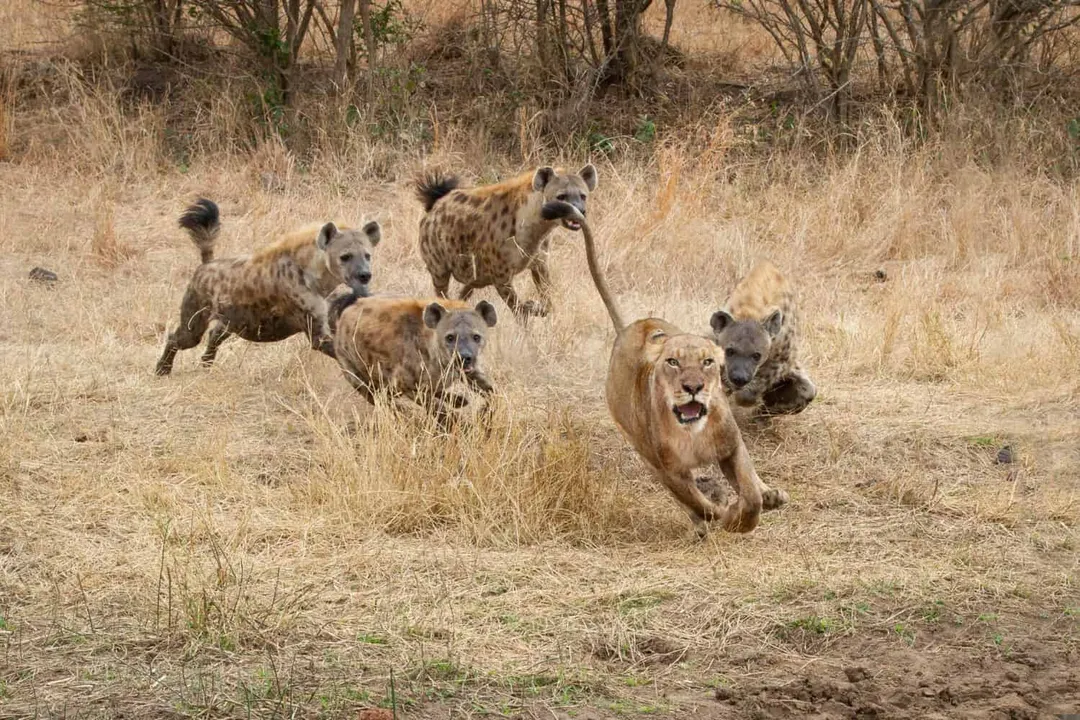 Why are lions afraid of brown hyenas?
