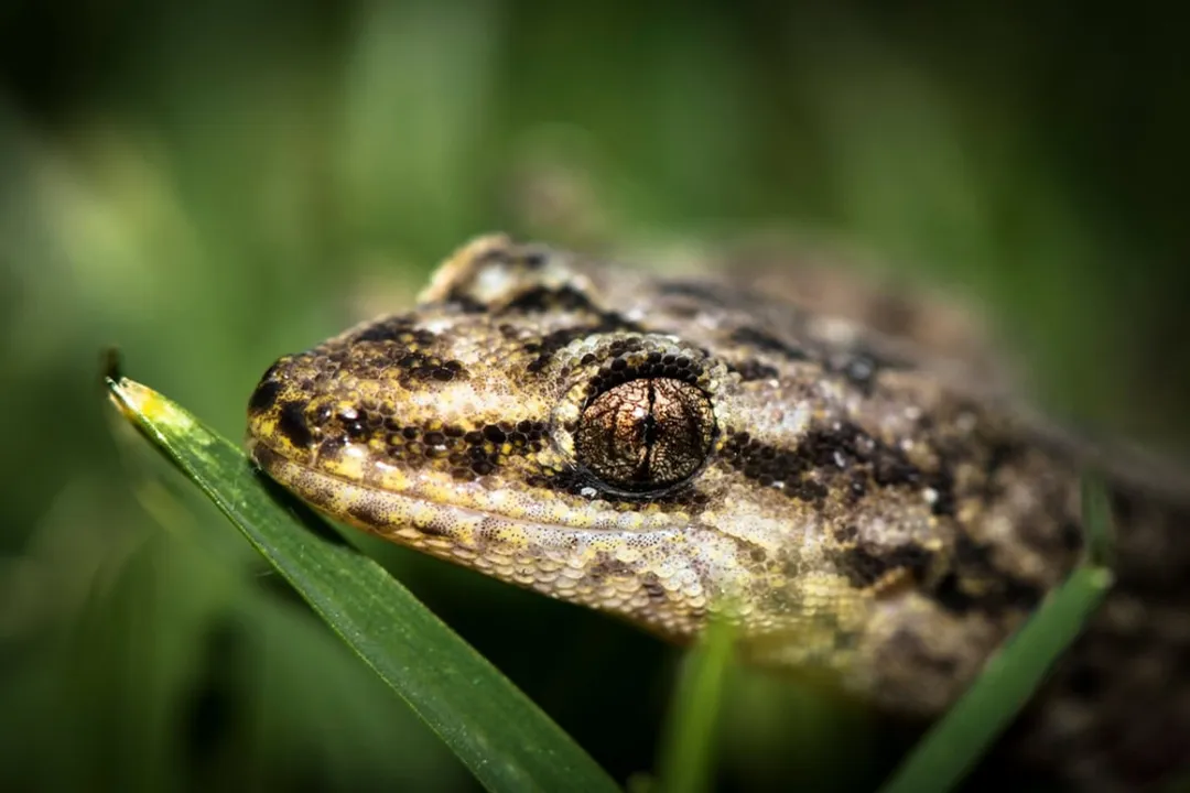 Why are mourning geckos only female?, Widespread Distribution