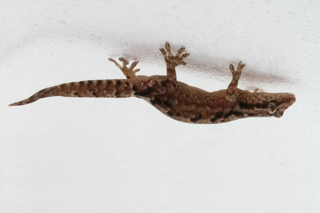 Why are mourning geckos only female?, Cloning Details